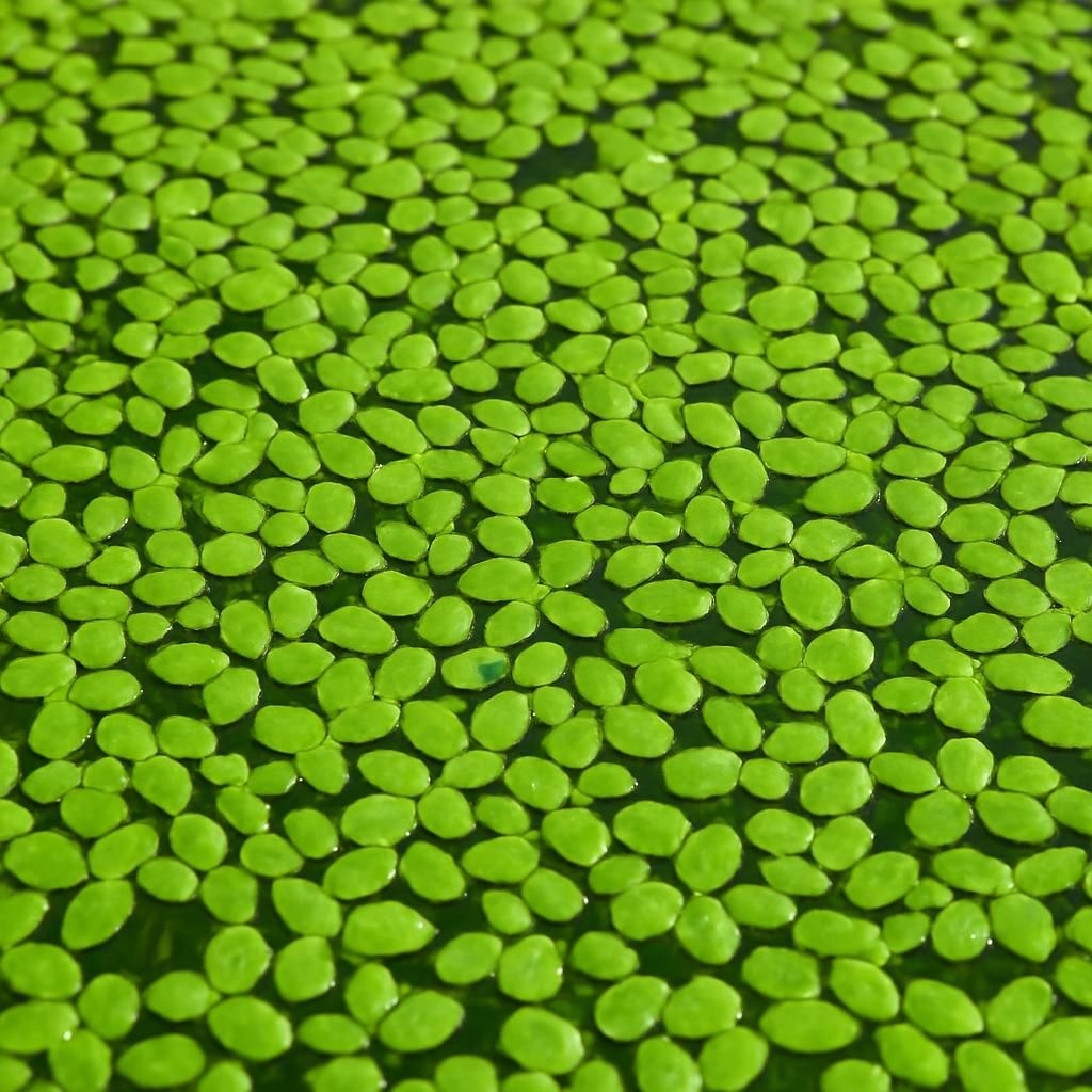 Vibrant green duckweed mat on calm agricultural pond surface under natural daylight