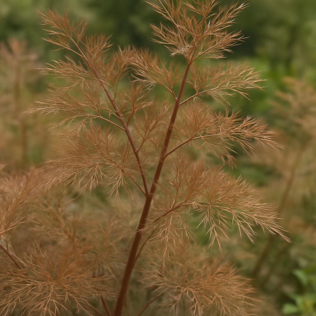 Close-up of bronze fennel foliage highlighting copper-bronze color and feathery texture for gardening guide