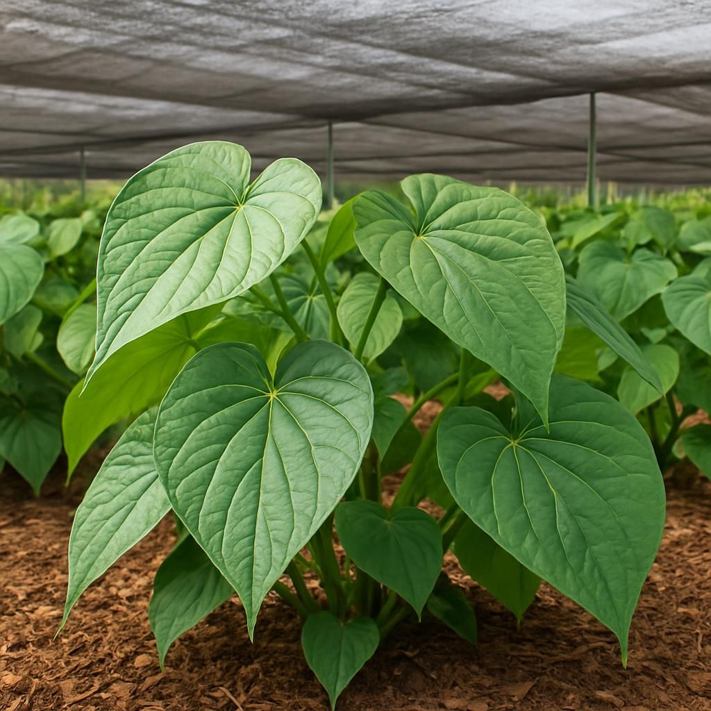 Close-up of thriving Kava Kava (Noble) plants with lush green leaves in a shaded tropical plantation